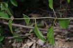 Wild hydrangea